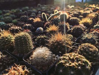 Close-up of cactus plant