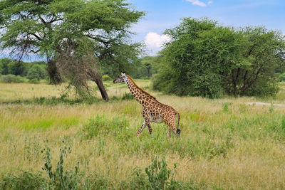 Giraffe in a field