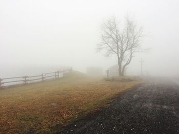 Trees on field against sky during foggy weather