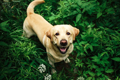 Portrait of a dog