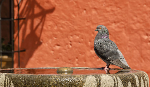 Close-up of pigeon perching on wall