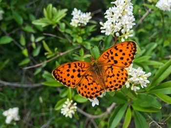 butterfly - insect