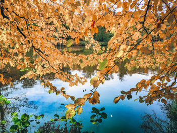 Reflection of trees on lake during autumn