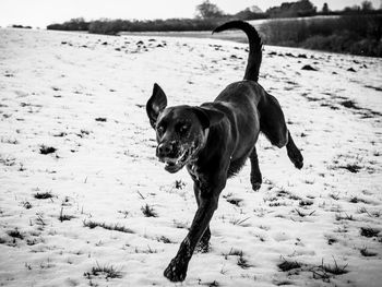 Dog on field