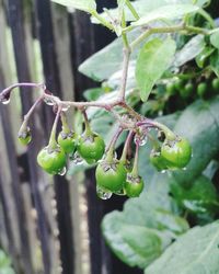 Close-up of plant