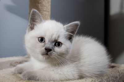 Close-up of white kitten at home