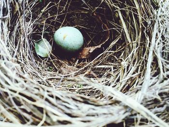 High angle view of eggs in nest