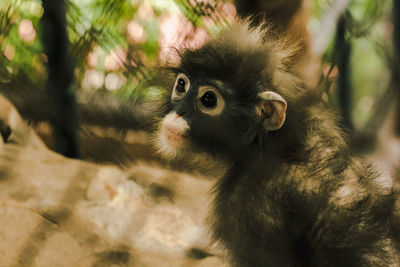 Portrait of a monkey