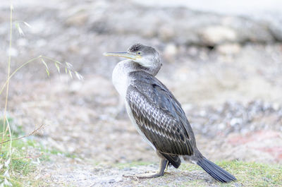 Close-up of gray heron perching on wall