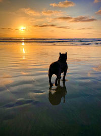 Dog on beach during sunset