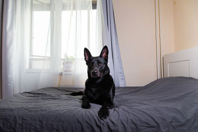 Portrait of black dog sitting on bed at home