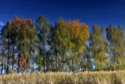 Trees on grassy field against blue sky