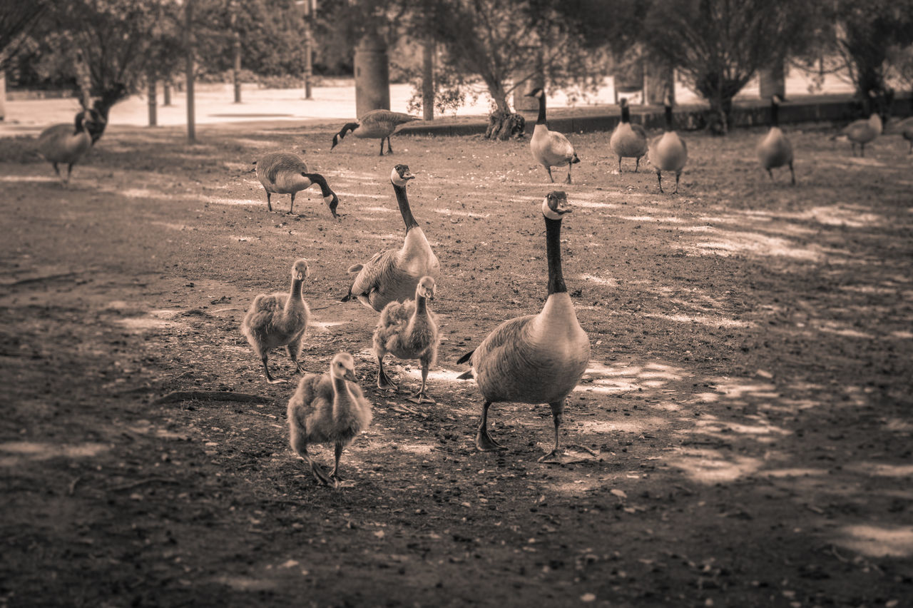 animal themes, animals in the wild, bird, wildlife, medium group of animals, field, flock of birds, nature, tree, togetherness, landscape, sunlight, livestock, outdoors, grass, day, walking, herd, goose