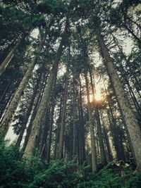 Low angle view of trees in forest