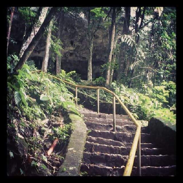 STEPS LEADING TOWARDS TREES