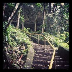 Steps leading towards forest