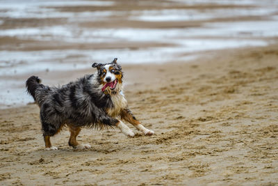 Dog running on beach