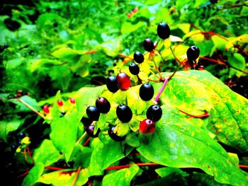 Close-up of berries on plant