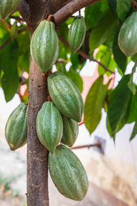 Close-up of fruits growing on tree