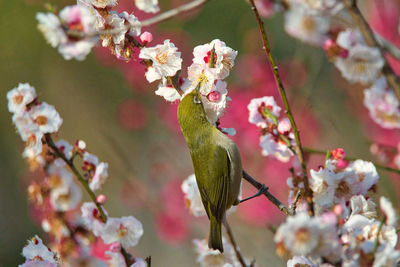 Close-up of cherry blossoms on branch