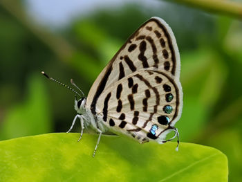 Close-up of butterfly on leaf