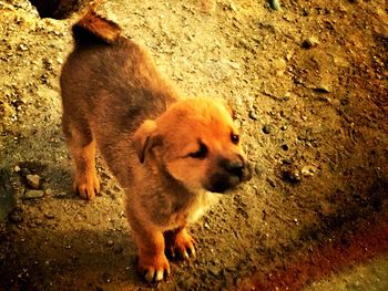 High angle view of dog