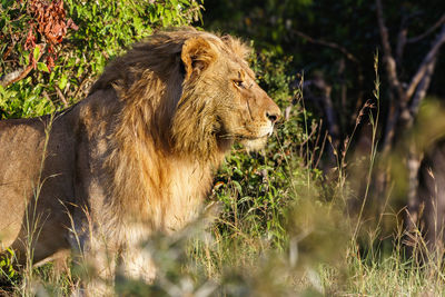 Male lion in the bushes standing and watching