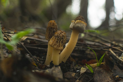 Close-up of mushroom growing on field