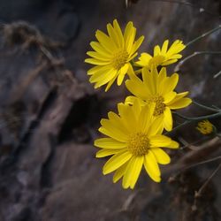 Close-up of yellow flower