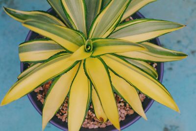 Close-up of yellow flowering plant
