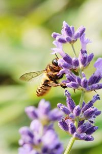 Close-up of insect on purple flower