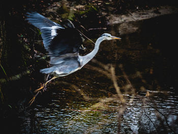 High angle view of gray heron flying over lake