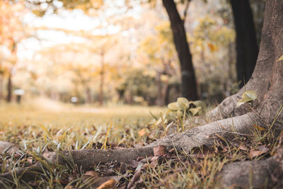 Close-up of tree trunk on field during autumn