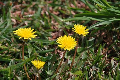 Close-up of yellow flowering plant on field