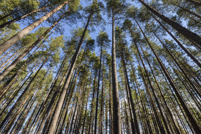 Low angle view of trees against sky