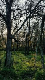 View of trees in forest