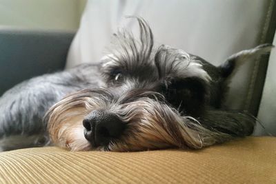 Close-up of dog sleeping