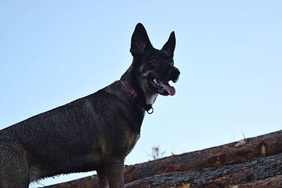 Low angle view of cat