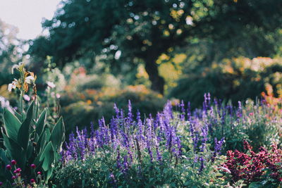 Close-up of purple flowering plants on field