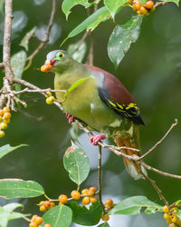 Bird perching on a branch