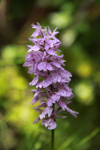 Close-up of purple flowering plant