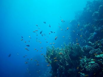 Beautiful tropical fish, marsa alam, egypt