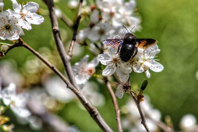 Close-up of bee on white flower