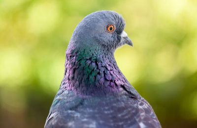 Close-up of pigeon