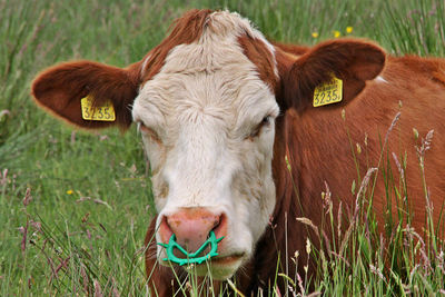 Portrait of cow on grass
