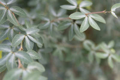 Close-up of plant leaves