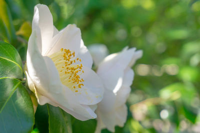 Close-up of white flowering plant