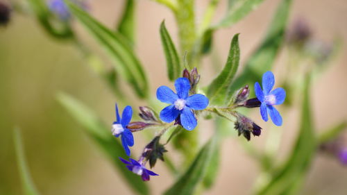 Close-up of purple flowers blooming