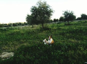 Horses grazing on grassy field