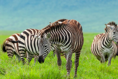 Zebras on a field